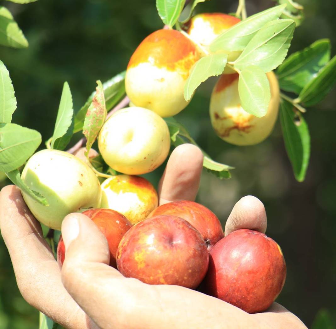 Bahçeye doğal çit olsun diye dikmişlerdi: Gelir kapısı oldu! Kilosunu 50 TL'den satıyor, bir taşla iki kuş... 18